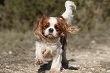 CAVALIER KING CHARLES 297